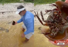 Veja Vídeo – Pescador encontra animal com sangue azul que existe há mais de 450 milhões de anos