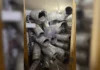 Veja Vídeo – PM encontra ‘mina de criptomoedas’ avaliada em R$ 500 mil em casa abandonada em SP