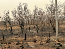 Corpo de Bombeiros combate 10 incêndios neste domingo e mantém outros dois sob controle