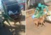 Veja Vídeo – Cachorro caramelo diverte ao brincar com coletor de lixo e atrapalhar o trabalho; veja