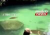 Veja Vídeo – Modelo é surpreendida por tartaruga-marinha durante mergulho e leva mordida no glúteo; veja