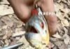 Veja Vídeo – Piolho-comedor-de-língua é retirado da boca de piranha e curiosidade impressiona; veja