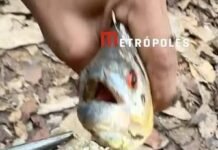 Veja Vídeo – Piolho-comedor-de-língua é retirado da boca de piranha e curiosidade impressiona; veja