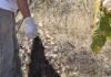 Ossada humana é encontrada em área rural de Várzea Grande