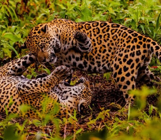 Pesquisa avalia impacto econômico do turismo de observação da onça-pintada no Pantanal