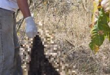 Acusado de matar e esquartejar mulher que o denunciou é preso no Pará