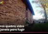 Veja o momento em que cervo invade apartamento e foge pela janela nos EUA