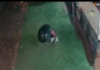 Veja Vídeo – Cachorrinho é atingido por enorme granizo durante tempestade no Paraguai; veja