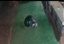 Veja Vídeo – Cachorrinho é atingido por enorme granizo durante tempestade no Paraguai; veja